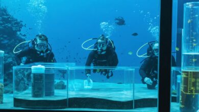 Dive into Discovery: ATU Students Showcase Groundbreaking Research